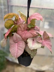 シンゴニウム・ネオン　5号　吊り鉢　ハンギング　ピンク　カラーリーフ　キレイ　観葉植物　インテリア　グリーン