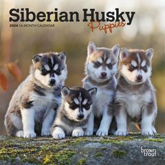 【輸入版】2024年 子犬のシベリアン・ハスキー ミニ カレンダー / ブラウントラウト  (Siberian Husky Puppies)