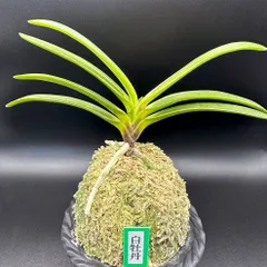 2025年最新】富貴蘭 白牡丹の人気アイテム - メルカリ