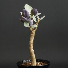 "Othonna triplinervia" オトンナ トリプリネルビア　管理1304