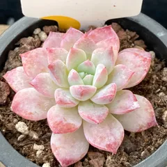 2025年最新】エケ多肉の人気アイテム - メルカリ