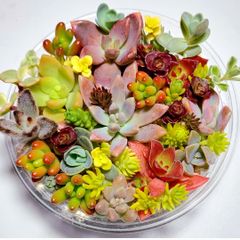 【ルビーネックレス】多肉植物　カット苗　大小盛り合わせセット【育成説明書】