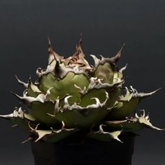 "Agave titanota" アガベ チタノタ【シーザー】 管理2305