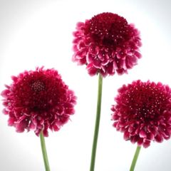 スカビオサ	スクープ	ラズベリーリップル（メルカリ便）