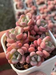 多肉植物　エケベリア　テレタビーズ 　葉挿し  100点