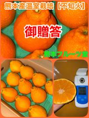 熊本産温室栽培 不知火【秀品9〜10玉3k箱満杯　熊本フルーツ堂