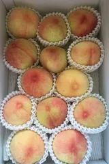 ちこ様専用（2025.7月）