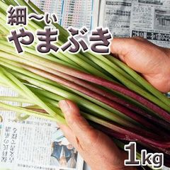 予約　天然山菜　ヤマブキ１ｋｇ（大小バラ詰め）