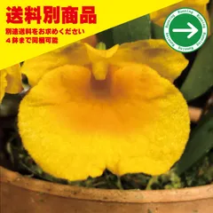 洋蘭 Den jenkinsiiのサムネイル