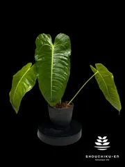 2024年最新】anthurium veitchiiの人気アイテム - メルカリ