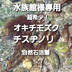 水族館様専用 超希少 熊本県遊水地の藻類   【アナカリス も販売中】