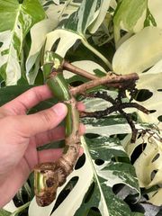 お得な極上茎【発根済み】斑入り モンステラ ホワイトタイガー
