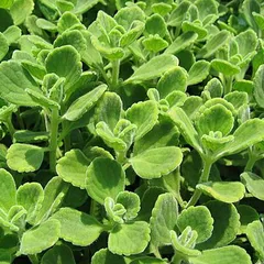 ハーブ 苗 アロマティカス 9cmポット １株 宿根草 香りのお花 薬草