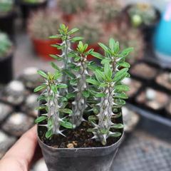ホンキー 抜き苗 エケベリア 多肉植物 - メルカリ ホンキー 抜き苗 エケベリア 多肉植物 - メルカリ