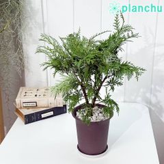PLANCHU 観葉植物 コニファー グロボーサ 4号鉢 受け皿付き 育て方説明書付き Thuja occidentalis ‘Globosa’ 庭木 植木 針葉樹 クリスマスツリー