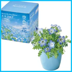 2025年最新】ネモフィラ 苗の人気アイテム - メルカリ