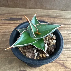 2025年最新】サンスベリア ピングイキュラの人気アイテム - メルカリ