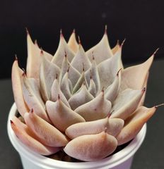 エケベリア 原種　クスピダータパラス  花芽ありその４。cuspidata Parras ケーレス実生苗 月曜or火曜日発送。