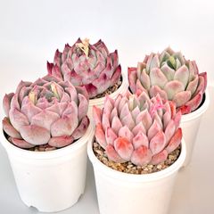 【多肉植物】ピンク系エケベリア4種セット
