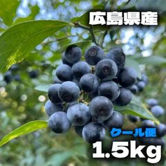 【専用】購入前にコメントお願い致します様　冷凍ブルーベリー　6キロ Amazon | ブルーベリー 冷凍 2kg 完熟 ブルーベリー 冷凍