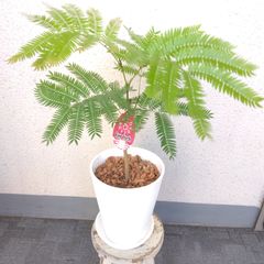 現品】エバーフレッシュ曲がり 大型観葉植物 高140◎ 幹極太