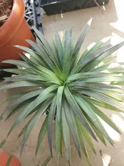 2024年最新】ユッカ デスメティアーナの人気アイテム - メルカリ 