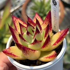 ★原種エケベリア！★エボニーサリトレラ 実生 多肉植物（抜き苗）ケーレス 自家実生苗 国産