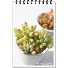 乙女心 セダム 2寸ポット 弁慶草科 多肉植物 根付苗 多肉激安 セダム苗 可愛い多肉植物