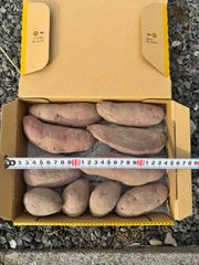さつまいも　パープルスイートロード　1キロ入り