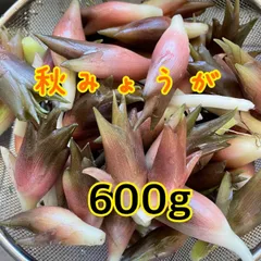 2025年最新】秋みょうがの人気アイテム - メルカリ