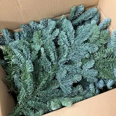 63cm/*＊特大オレゴンモミのHoliday蔓リース/ネイティブ/Xmas