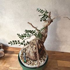 オペルクリカリア パキプス 化粧土あり 発根済 植えたまま発送 オペルクリカリア パキプス管理株 胴切りまで来たが根が出ている