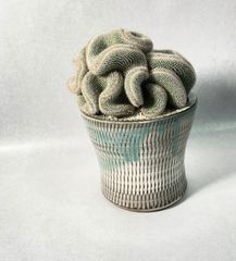 オペルクリカリア　パキプス　芽吹き株　塊根植物 検) グラキリス コミフォラ オペルクリカリア パキプス 芽吹き株 塊根植物 検) グラキリス