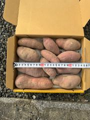 無農薬　さつまいも　べにはるか　コンパクトいっぱい③