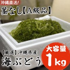 沖縄県産【発送日収穫】海ぶどう1キロ（3〜4人前目安）・送料無料