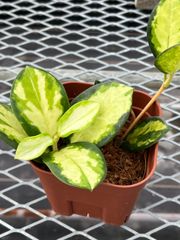 【一鉢分】オーストラリスリサ　Hoya australis 'Lisa'