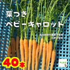 葉つきベビーキャロット（葉つきミニにんじん、葉付きミニ人参）　☆農薬や化学肥料は使用しておりません　　埼玉県産　４０本入り（※根は細いです）　※葉を折り曲げて配送いたします