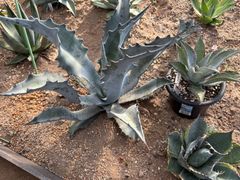 アガベ オバティフォリア バンジー 超大株 直径約70㎝ 山梨県