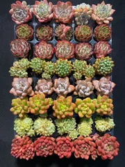 多肉植物 エケベリア セット*3 2025年最新】多肉植物エケベリアセットの人気アイテム - メルカリ