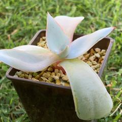 カンテ多肉植物