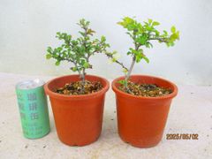 [讃岐屋緑兵衛] 小品盆栽素材 長寿梅 赤/白花 2色組 (5143茶丸プラ鉢)全高：21㎝ 宅配便発送