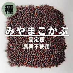 【種】みやま小かぶ　農薬不使用　150粒