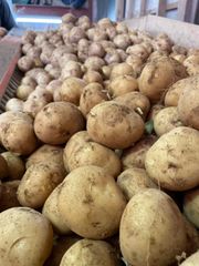 B級品 激安 産地直送 新じゃが 長崎県産 ニシユタカ 5kg