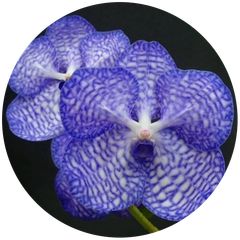 洋蘭 Den. pierardii 開花 SOH-Z-178 デンドロビウム ピエラルディ