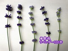 夢農場イングリッシュ系ラベンダー100本