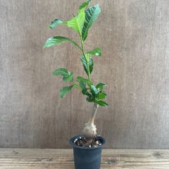 バオバブ ディギタータ ⑥ 現品 Adansonia digitata アオイ科 バオバブ属　観葉植物 観葉 植物 珍奇植物 珍奇 珍しい レア 希少 インテリア プレゼント おしゃれ かわいい リビング  グリーン アートプランツ　結婚祝い 新築祝い