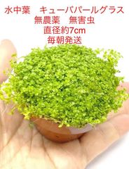 （水中葉）大量キューバパールグラス　直径7ｃｍ＊1セットおまけつき　無農薬