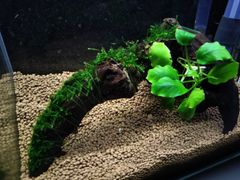 399．流木付き水草 アヌビアスナナ 南米ウィローモス