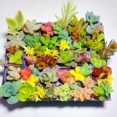 【ルビーネックレス】多肉植物セダム37種類セット【育成説明書】