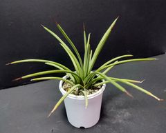 アガベ  ストリクタ  ルブラ  stricta v rabra  実生苗  月曜or火曜日発送。